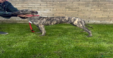 Lurcher dogs - Advert 5