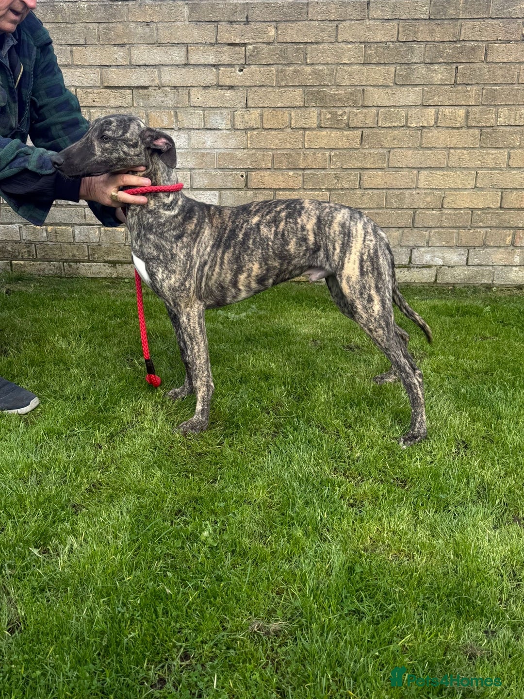 Lurcher dogs for sale: Lurcher pup - Image 2