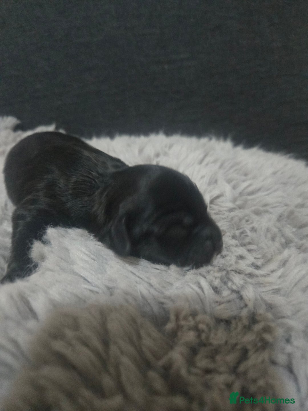 Australian Labradoodle dogs for sale: MINI Australian Labradoodle  in Leicester - Image 9