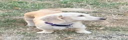 Miniature Dachshund dogs for sale: Two year old beautiful kc registered cream girl - Advert 7