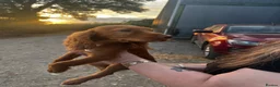 Sprocker dogs for sale: 5 beautiful sprocker puppies ready to collect  in South Molton - Advert 22