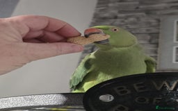 Parrots birds for sale: Indian ringneck parrot  - Image 3