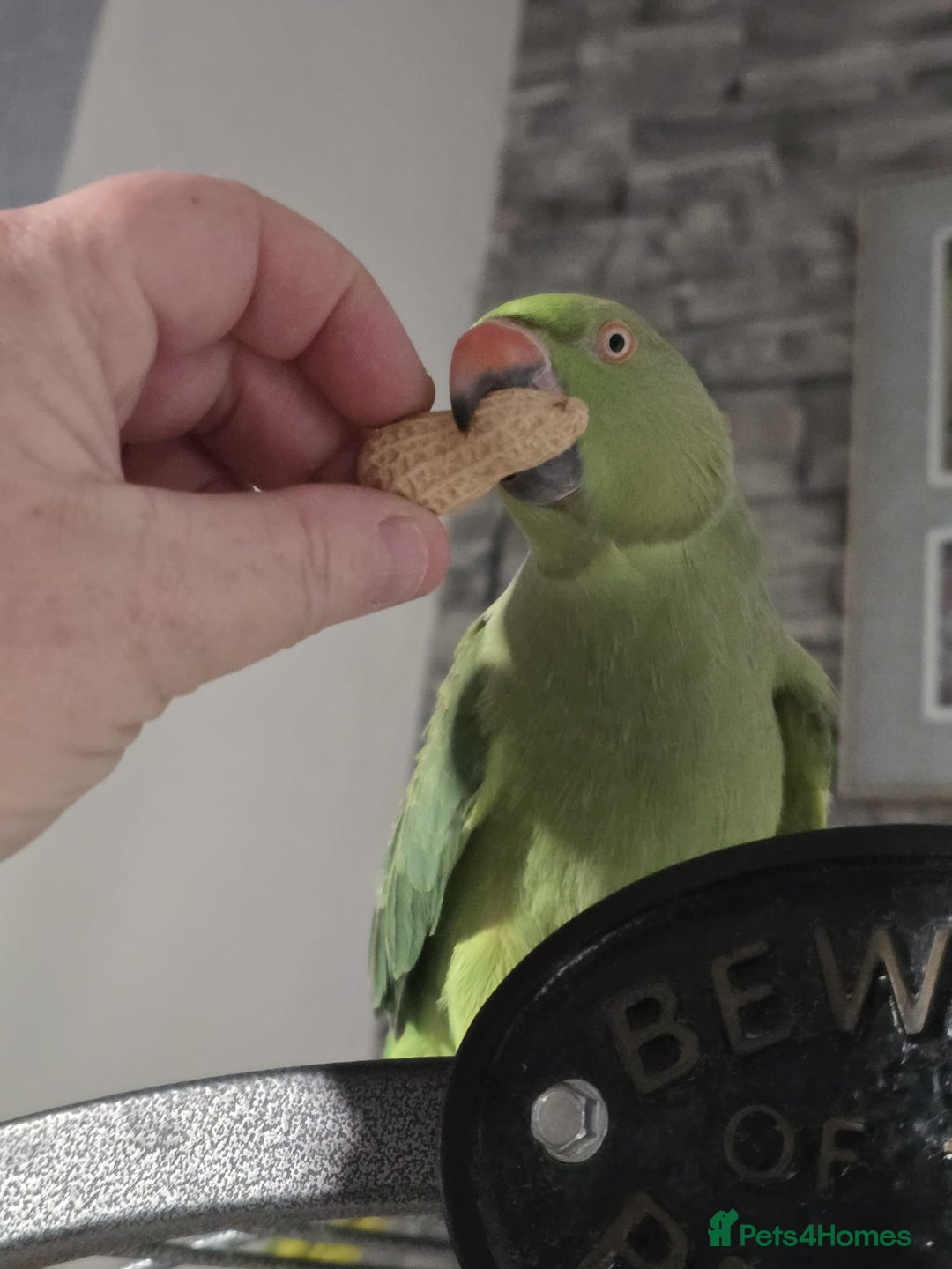 Parrots birds for sale: Indian ringneck parrot  - Image 3