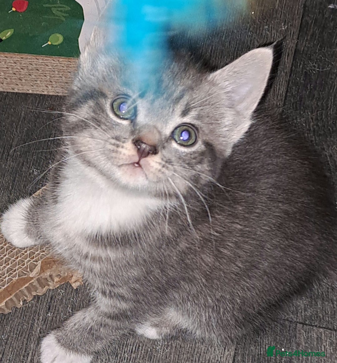 Mixed Breed cats for sale: Beautiful bundles of fun  - Advert 16