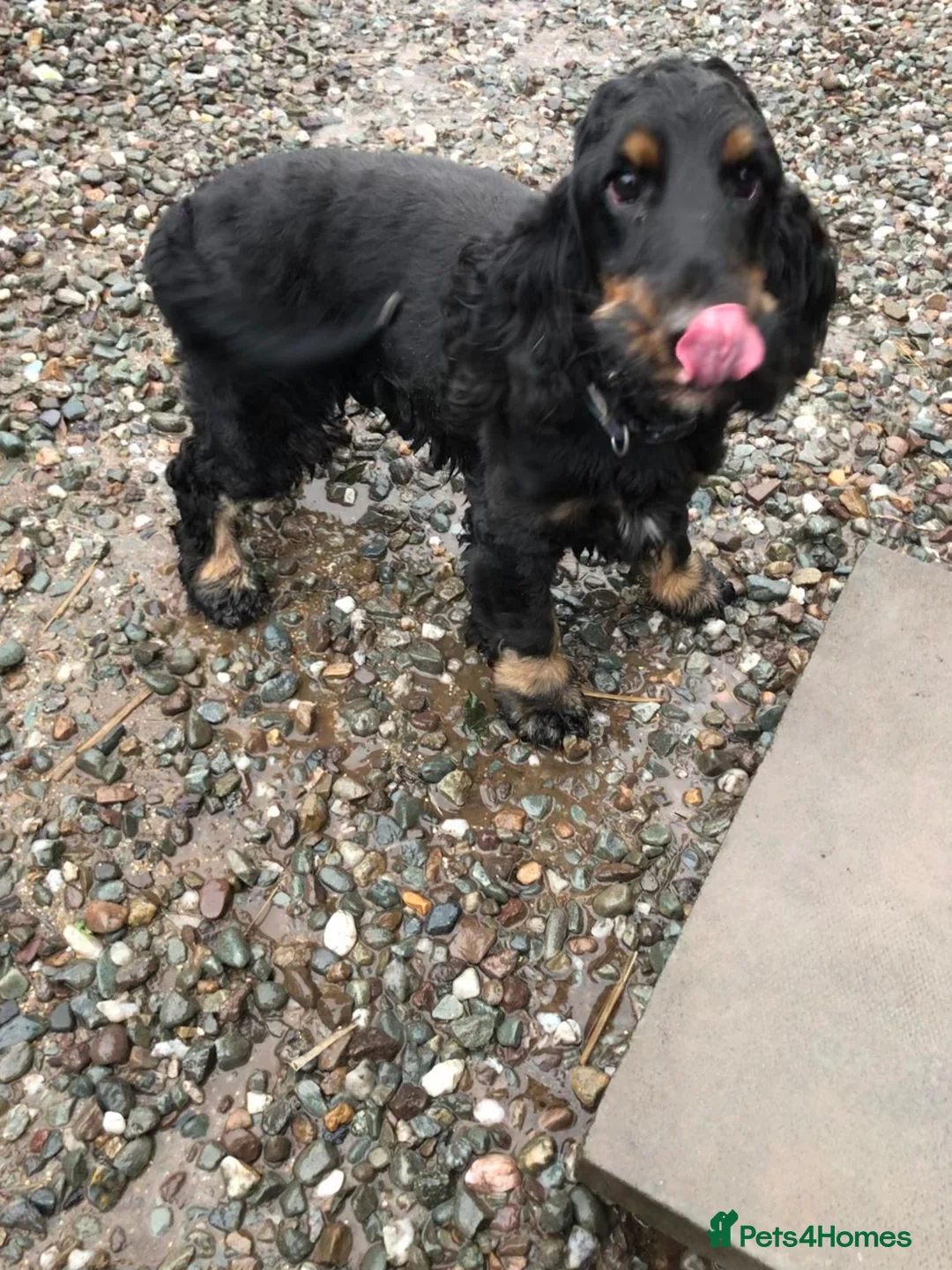 Cocker Spaniel dogs for stud: Black and Tan show cocker available for stud duty in Dunblane - Advert 2