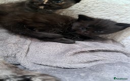 Maine Coon cats for sale: X2 maincoon cross girls - Image 4