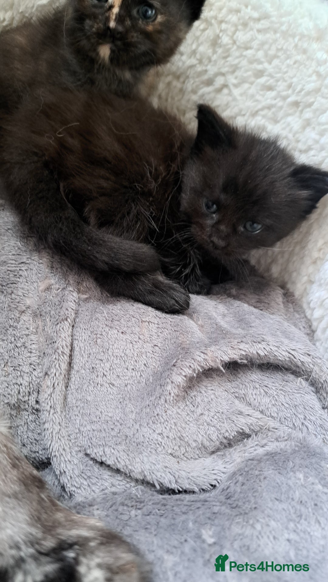 Maine Coon cats for sale: X2 maincoon cross girls - Image 4