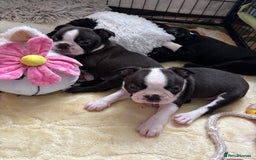 Boston Terrier dogs for sale: KC  Registered 🐕❤️🏠 Puupy 🐕💙🏠Boston Terrier  - Image 16
