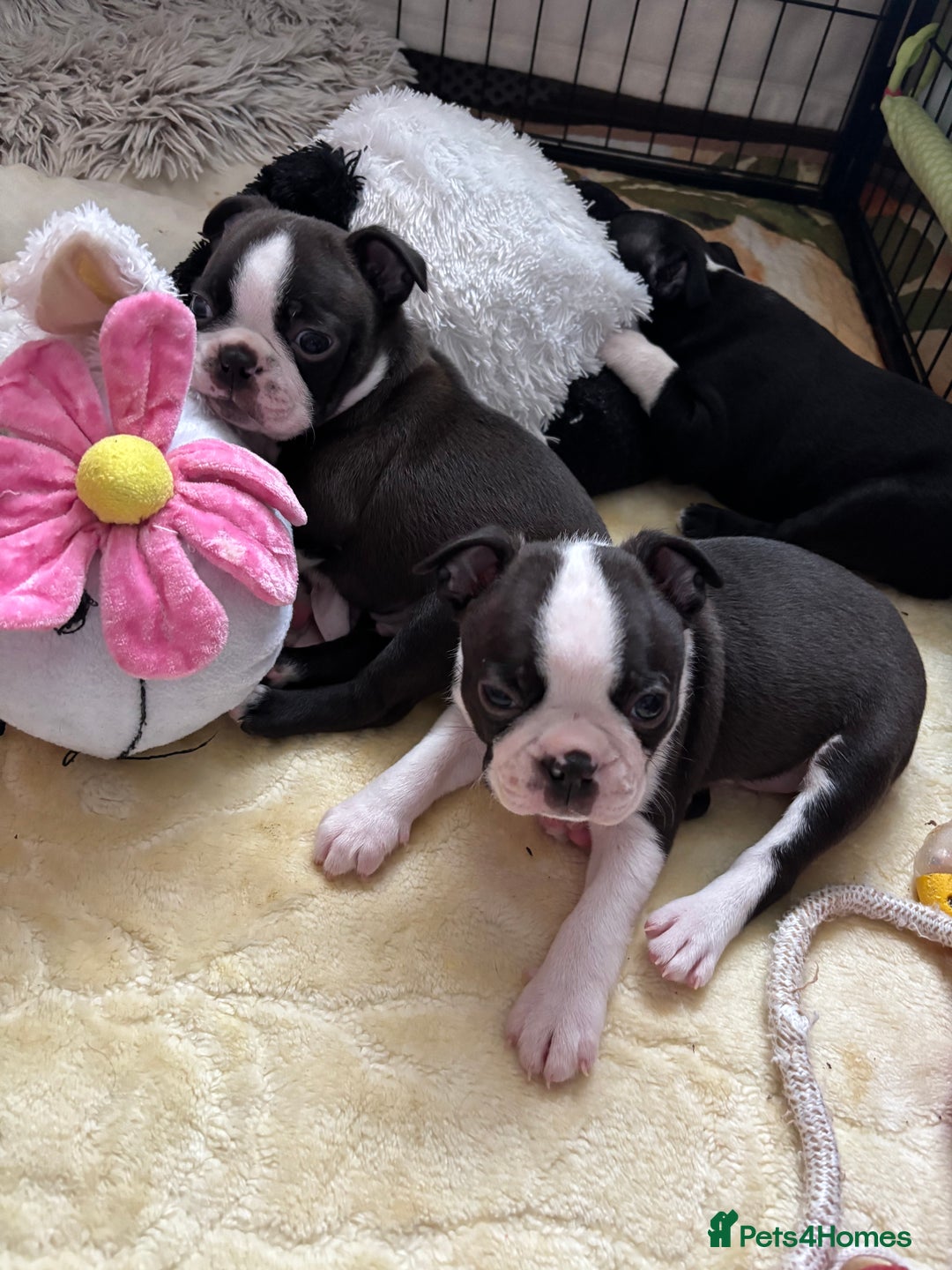 Boston Terrier dogs for sale: KC  Registered 🐕❤️🏠 Puupy 🐕💙🏠Boston Terrier  - Image 16