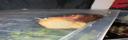 Snails invertebrates for sale: 3 giant African land snails  - Advert 3