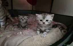 British Shorthair cats for sale: BSH Silver Tabby  - Image 30