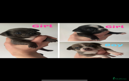 Chihuahua dogs for sale: Stunning chihuahua litter  - Image 25