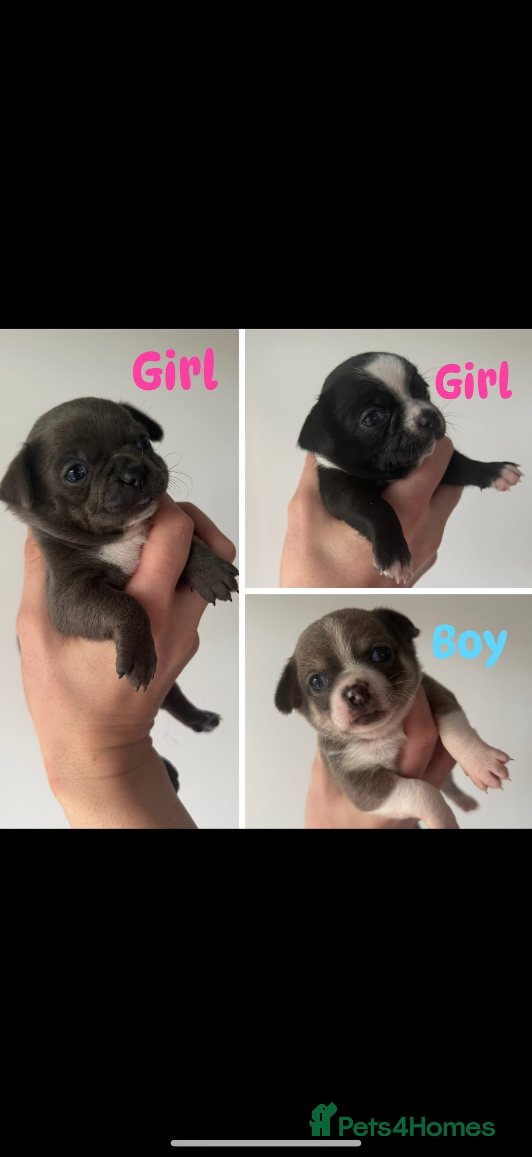 Chihuahua dogs for sale: Stunning chihuahua litter  - Image 25