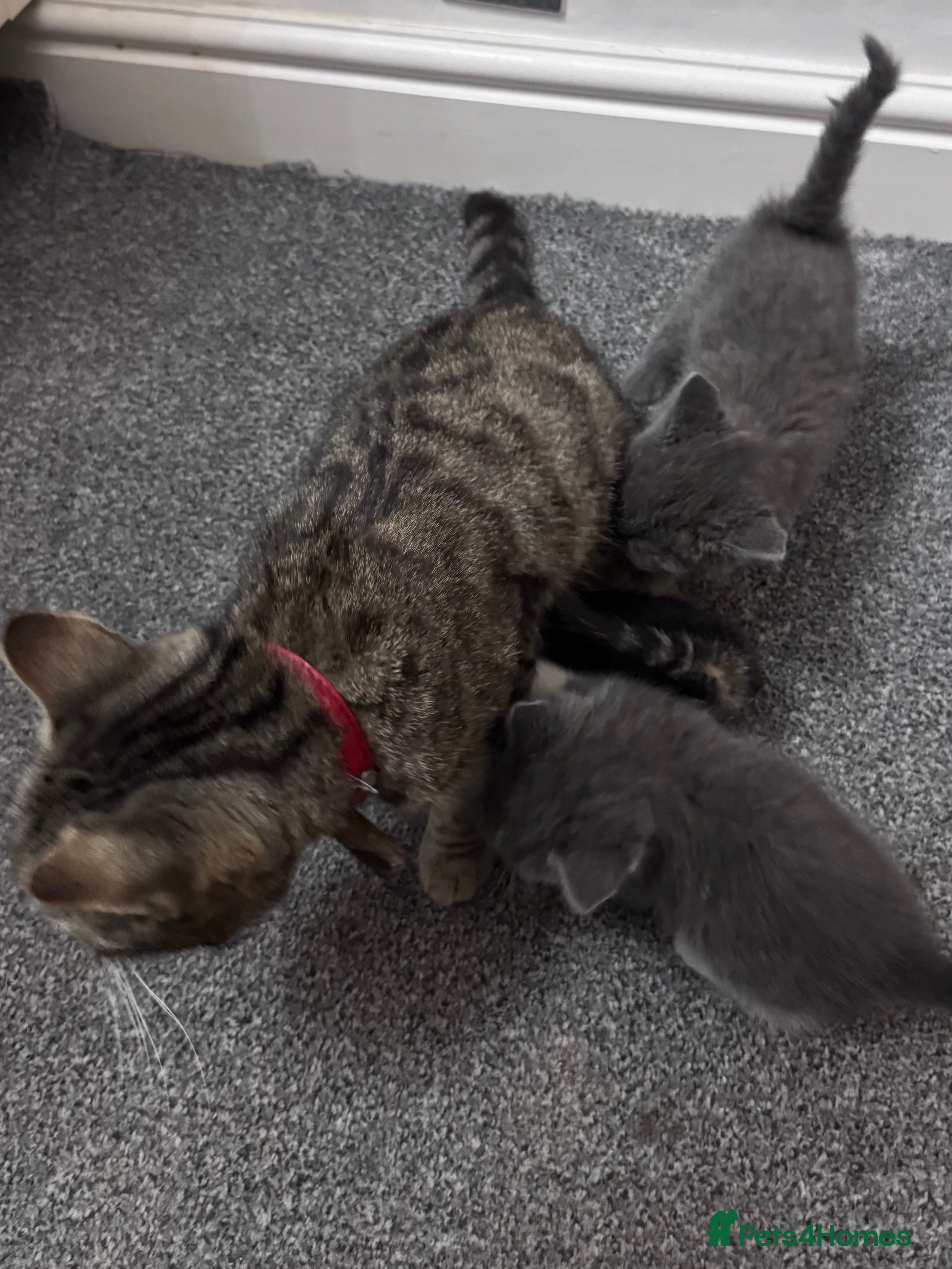 Mixed Breed cats Beautiful kittens  - Advert 2