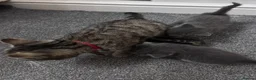 Mixed Breed cats for sale: Beautiful kittens  in Romford - Advert 2