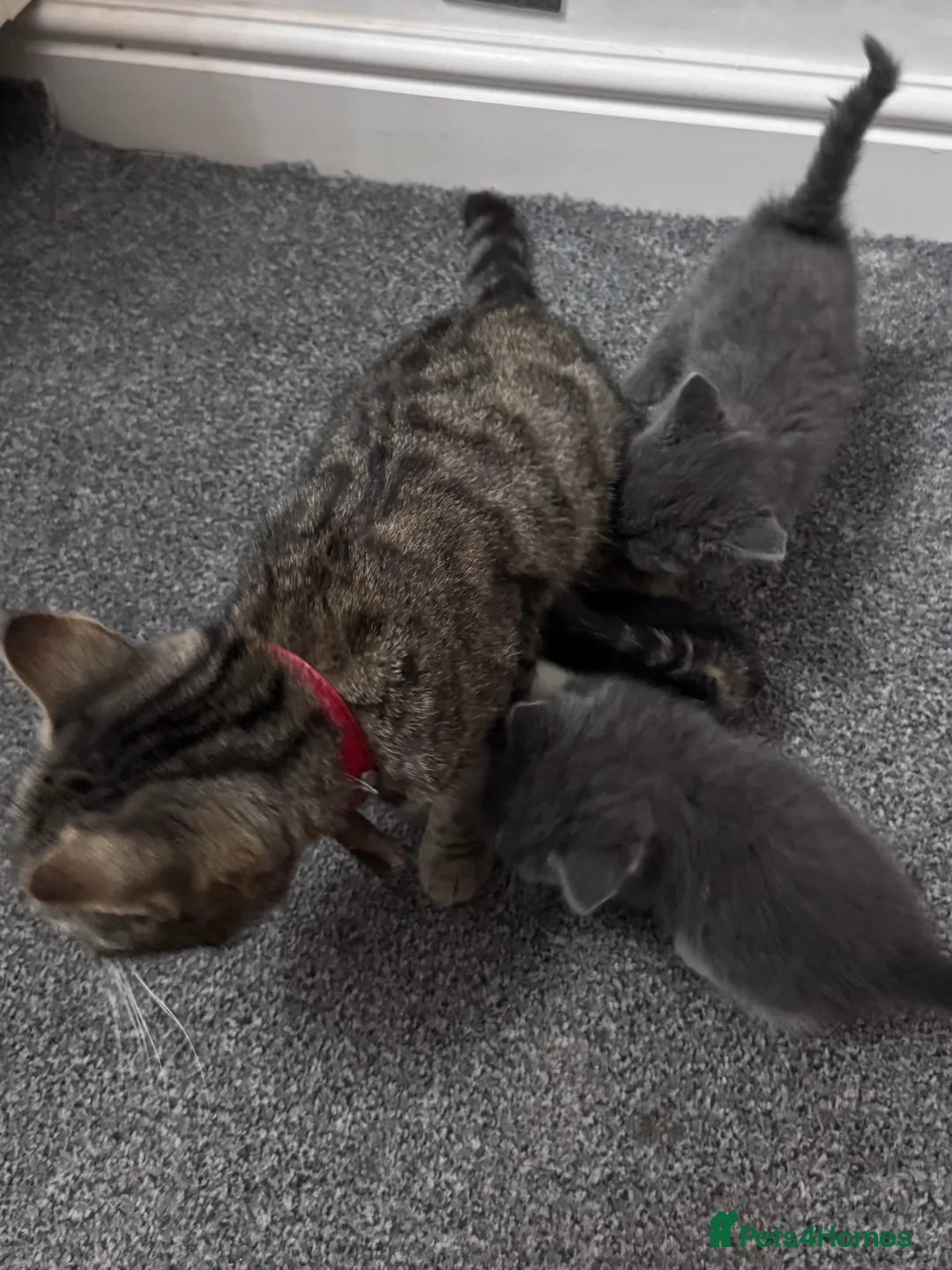 Mixed Breed cats for sale: Beautiful kittens  in Romford - Advert 2