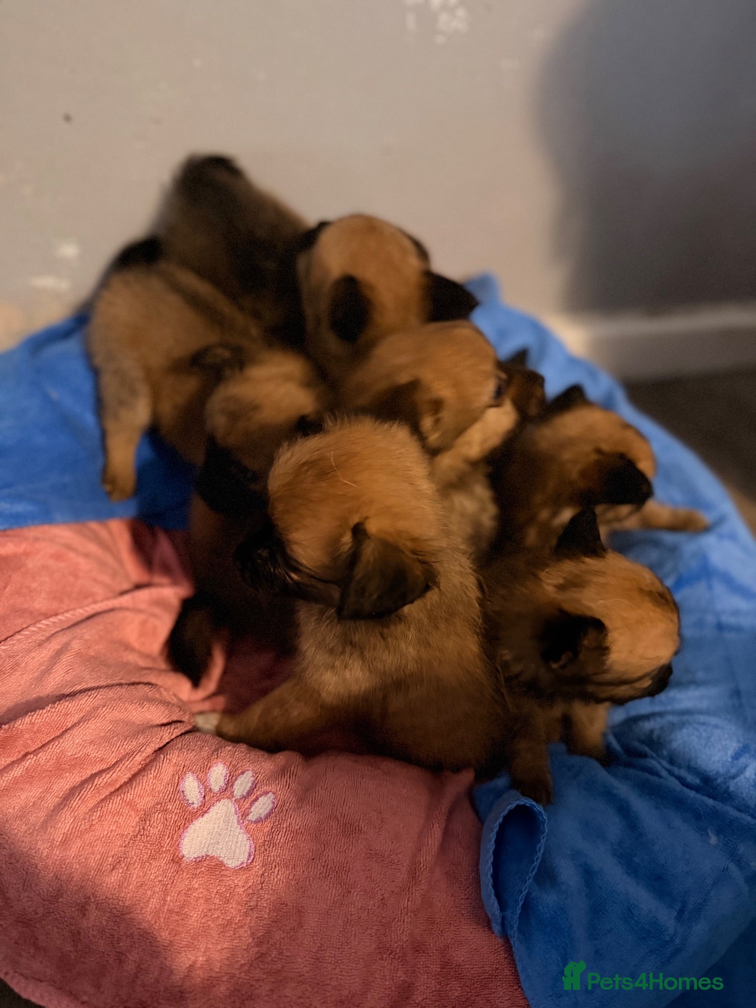Mixed Breed dogs Gorgeous puppies  - Advert 4