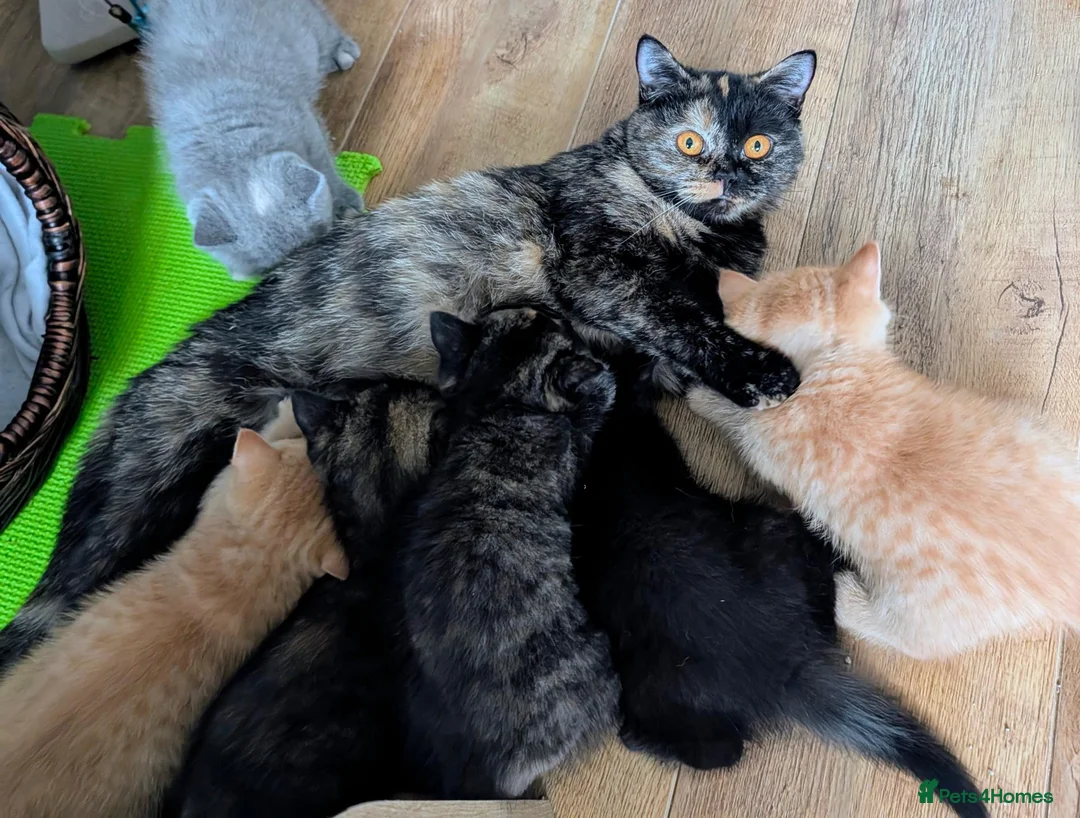 British Shorthair cats for sale: 🌟💞Adorable BSH Kittens 😻❤️ - Advert 10