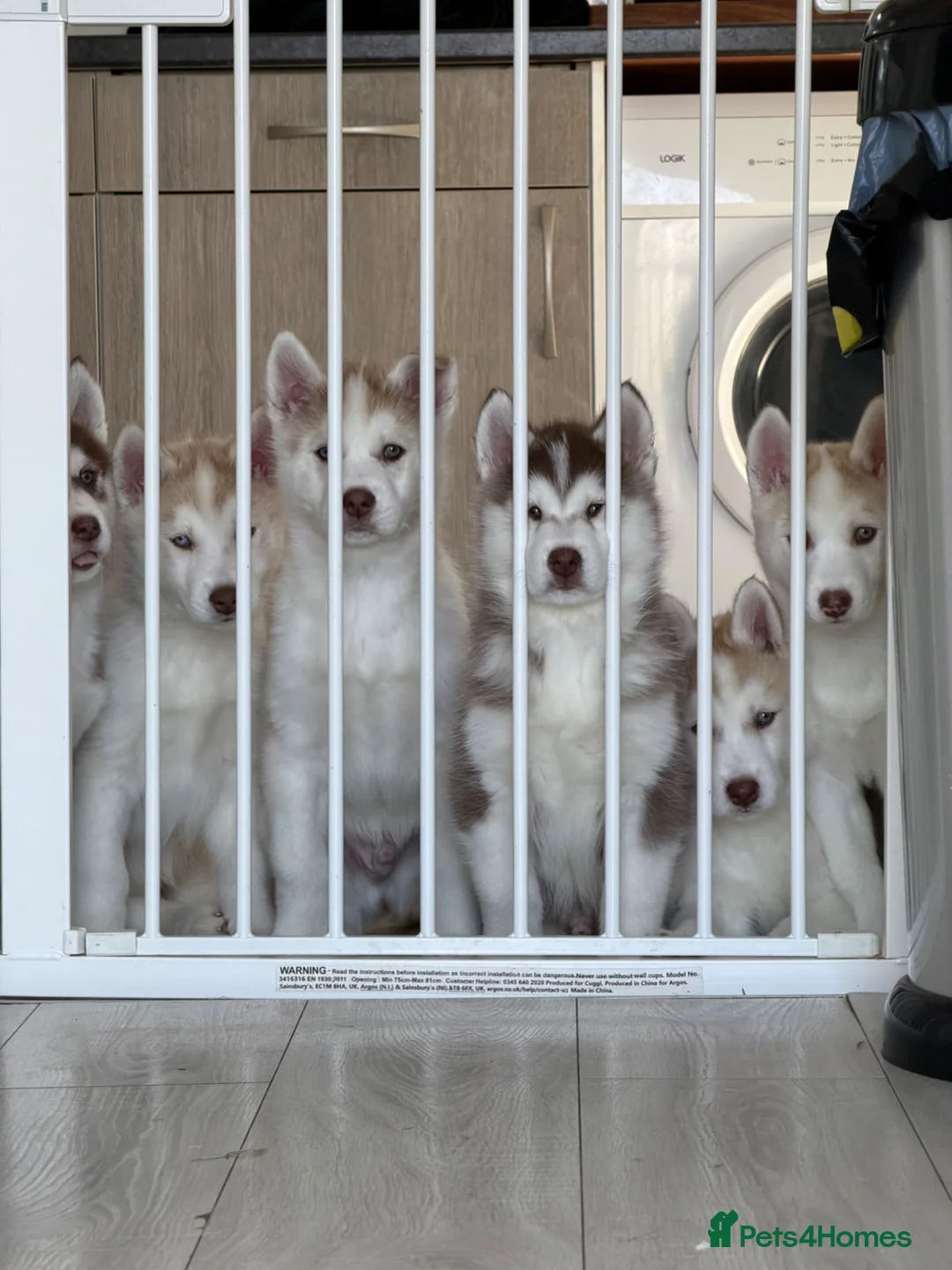 Siberian Husky dogs for sale: Siberian husky puppies - Advert 1
