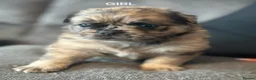 Jug dogs for sale: Pug/Cross puppies  in Morden - Advert 2