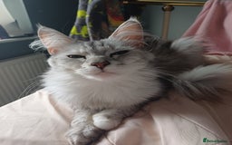 Maine Coon cats for sale: Maine Coon female  - Advert 4