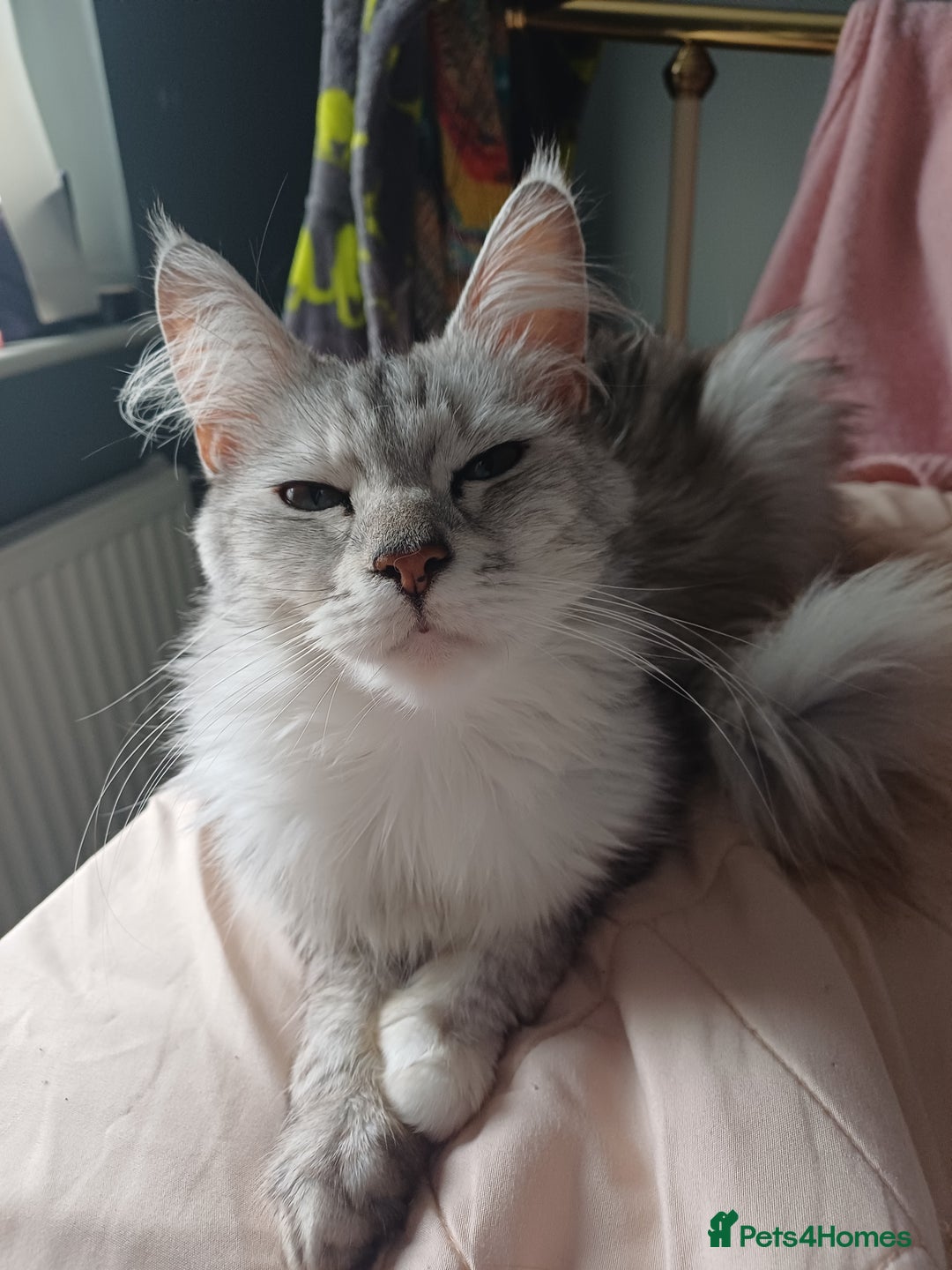 Maine Coon cats for sale: Maine Coon female  - Advert 4