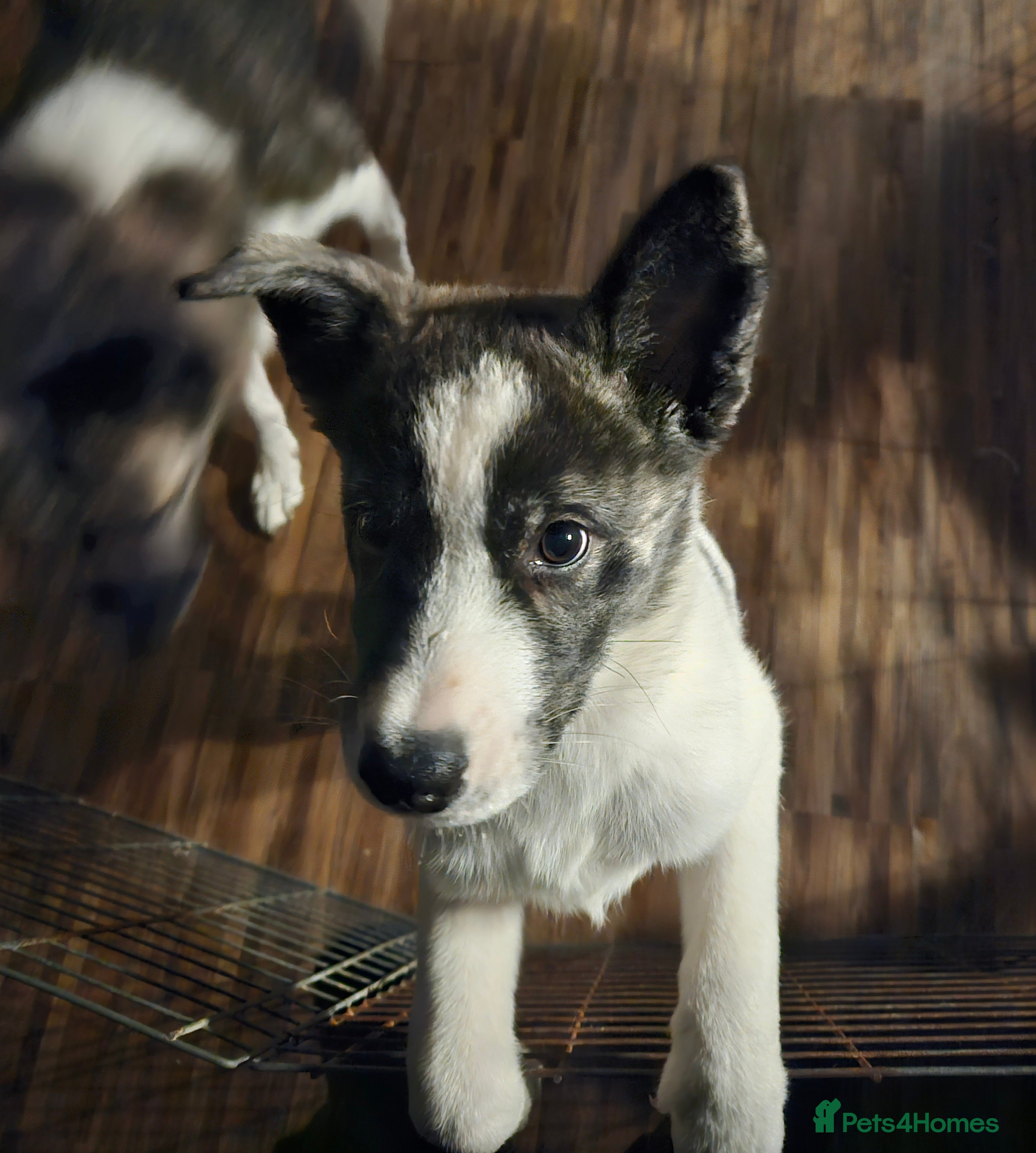 Akita dogs Akita pups. Last girl looking for her homes  - Advert 3