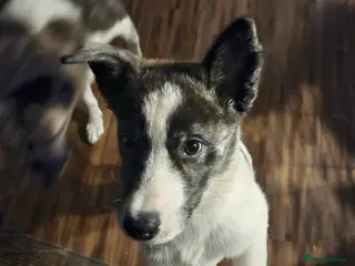 Akita dogs Akita pups. Last girl looking for her homes - Advert 3