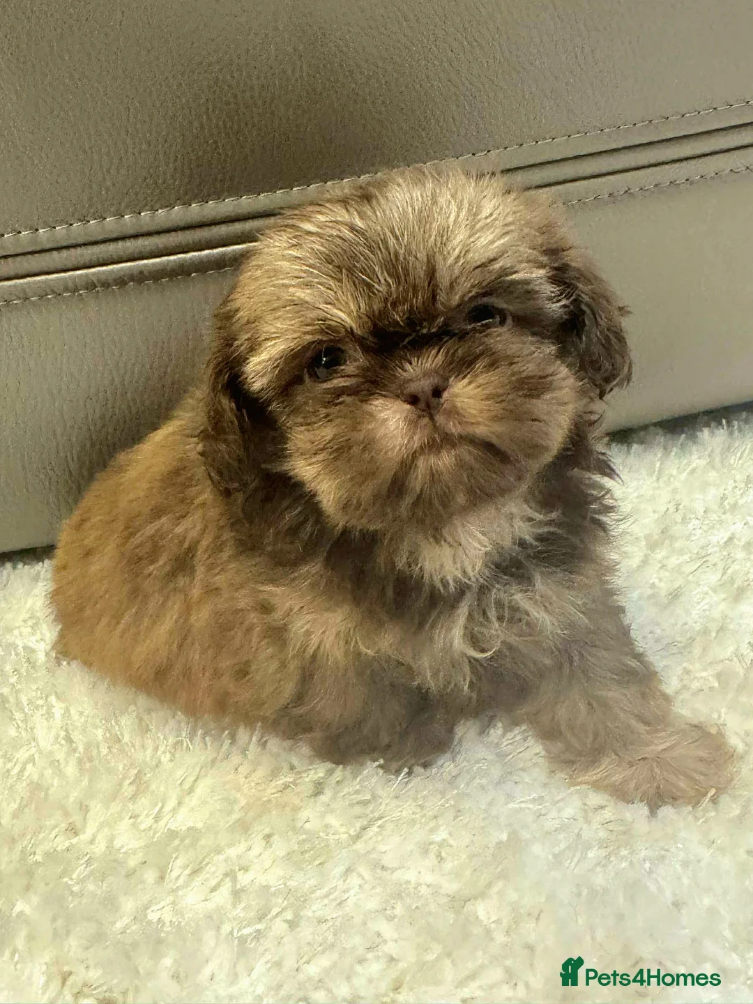 Shih Tzu dogs for sale: KC Registered Chocolate Imperial Shih Tzu Puppies - Advert 10