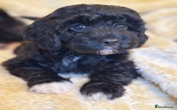 Cavapoo dogs for sale: Cavapoo F1 pups health tested parents  - Image 3