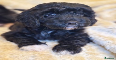 Cavapoo dogs - Advert 16