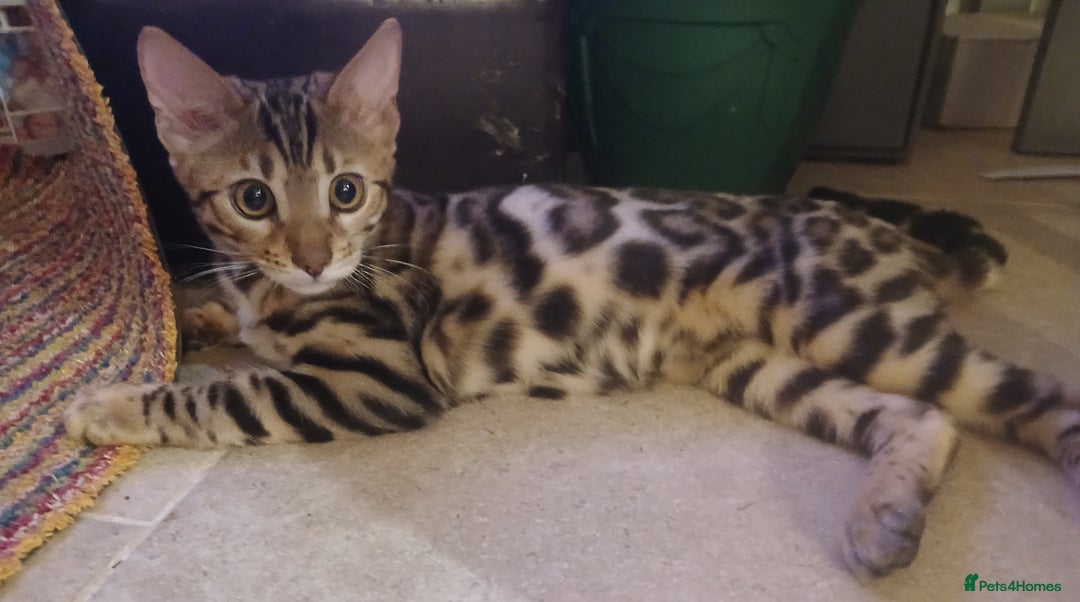 Bengal cats for sale: 3 Beautiful Bengal Kittens for sale - Image 9
