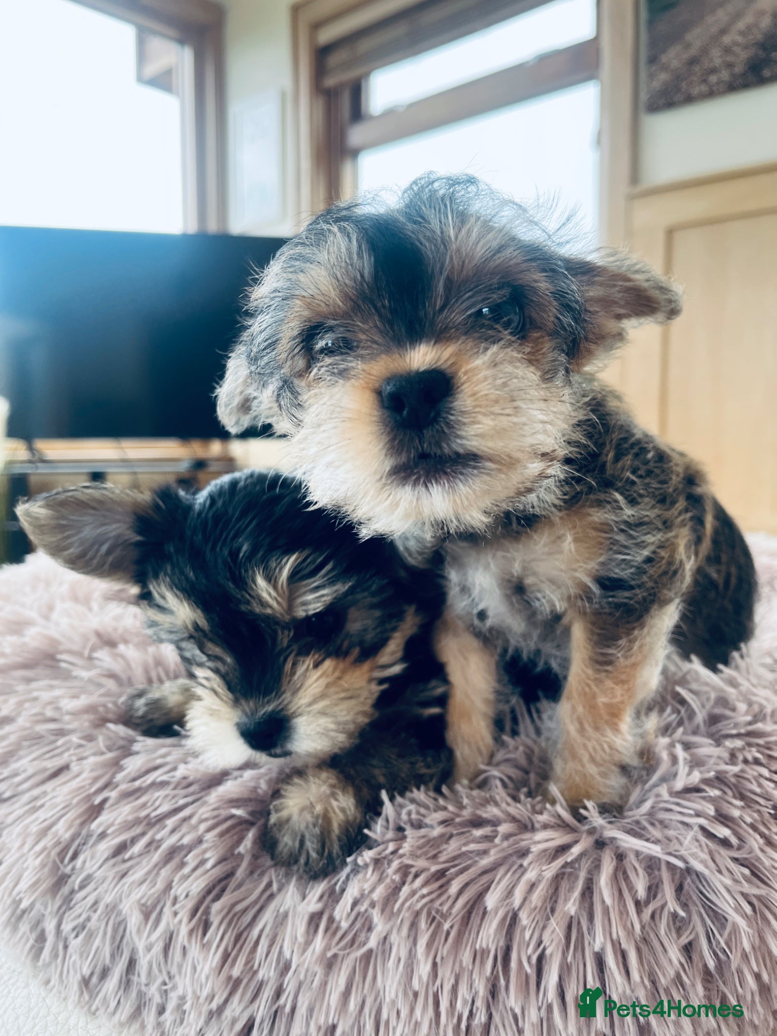 Mixed Breed dogs for sale: 2 female Yorkie pups ready for their forever home  - Advert 9