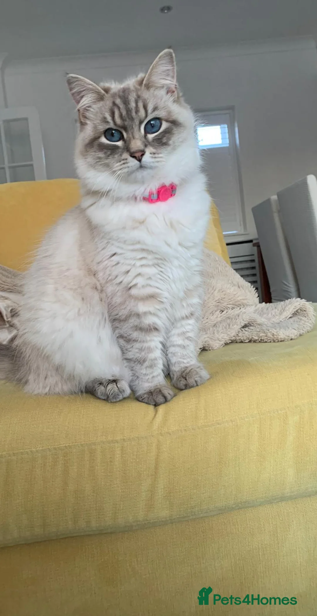Siberian cats for sale: Beautiful Female Siberian Cat - Advert 3