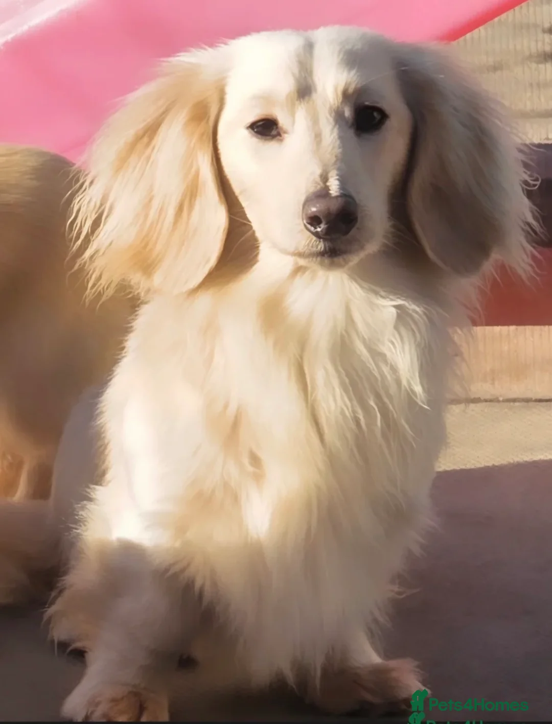 Miniature Dachshund dogs for sale: Miniature Dachshund Puppies🤎 - Advert 11