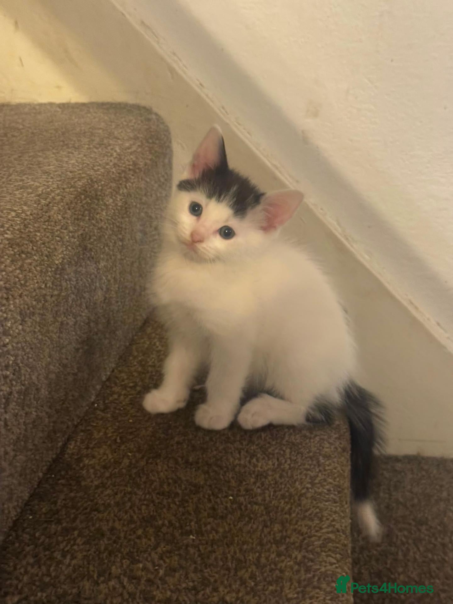 Mixed Breed cats Lovely kittens  - Advert 1