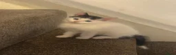 Mixed Breed cats for sale: Lovely kittens  - Advert 1