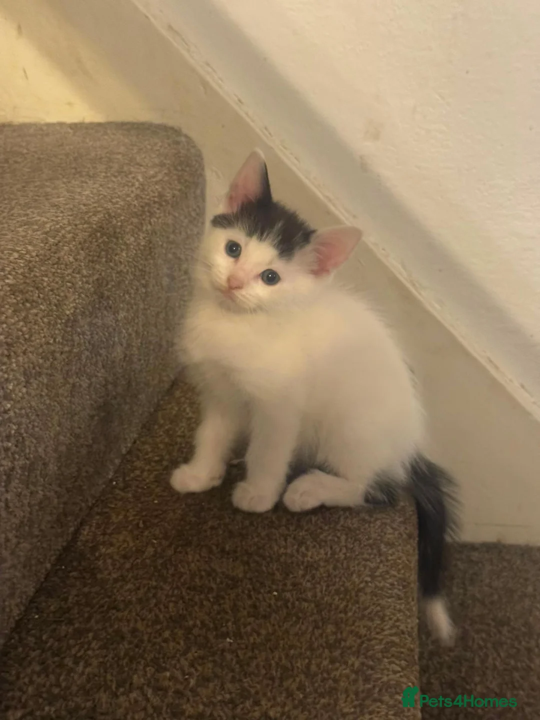 Mixed Breed cats for sale: Lovely kittens  - Advert 1