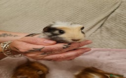 Guinea Pig rodents for sale: Beautiful Baby boy guinea pigs  - Image 7