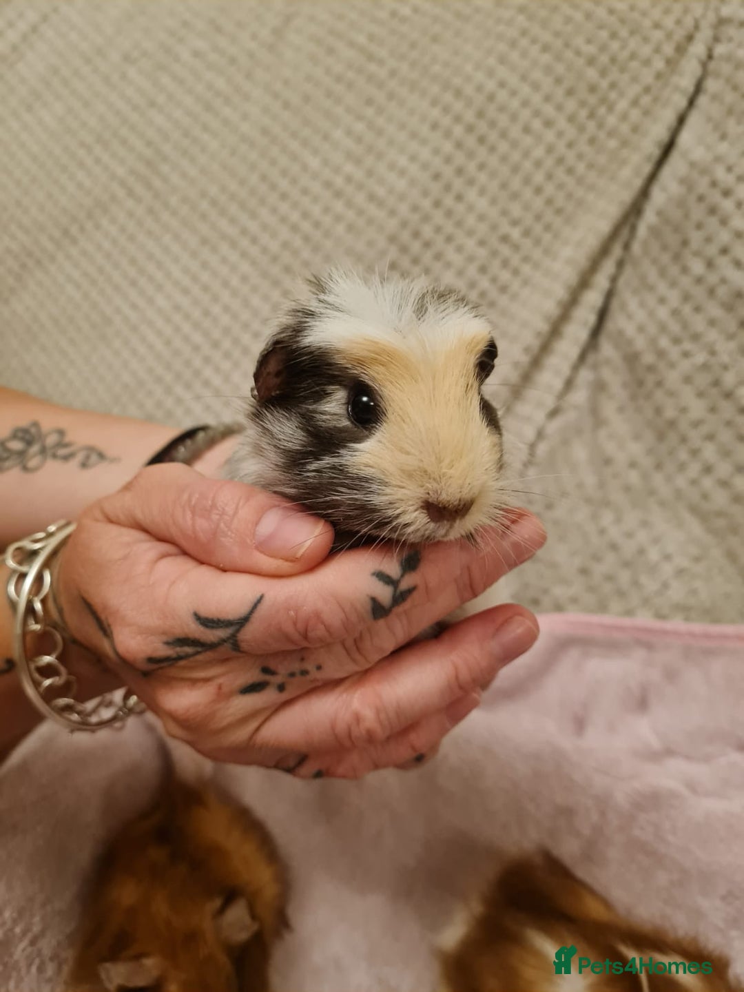 Guinea Pig rodents for sale: Beautiful Baby boy guinea pigs  - Image 7