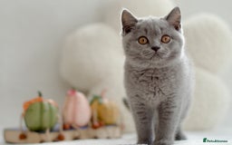 British Shorthair cats for sale: Beautiful BSH kittens 😻 - Image 10