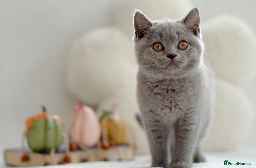 British Shorthair cats for sale: Beautiful BSH kittens 😻 - Image 10