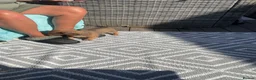 Jackshund dogs for sale: Gorgeous jackshaund puppy  - Advert 4