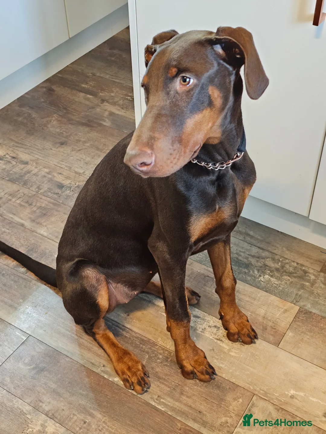 Gallery Image {{count}}