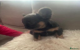 French Bulldog dogs for sale: Blue and Tan Fluffy French Bulldog - Advert 3