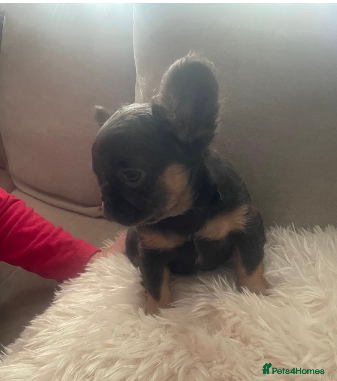 French Bulldog dogs for sale: Blue and Tan Fluffy French Bulldog - Advert 3