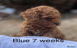 Toy Poodle dogs for sale: Asian Toy Poodle Puppies  - Image 22