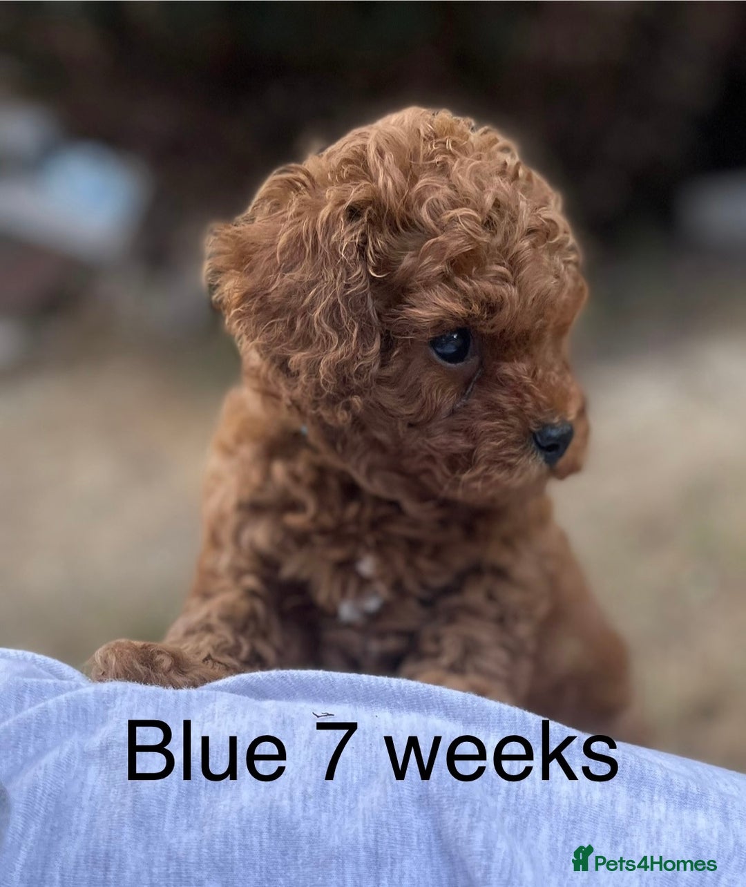 Toy Poodle dogs for sale: Asian Toy Poodle Puppies  - Image 22