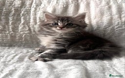 Maine Coon cats for sale: GORGEOUS MAINE COON KITTENS - Image 7