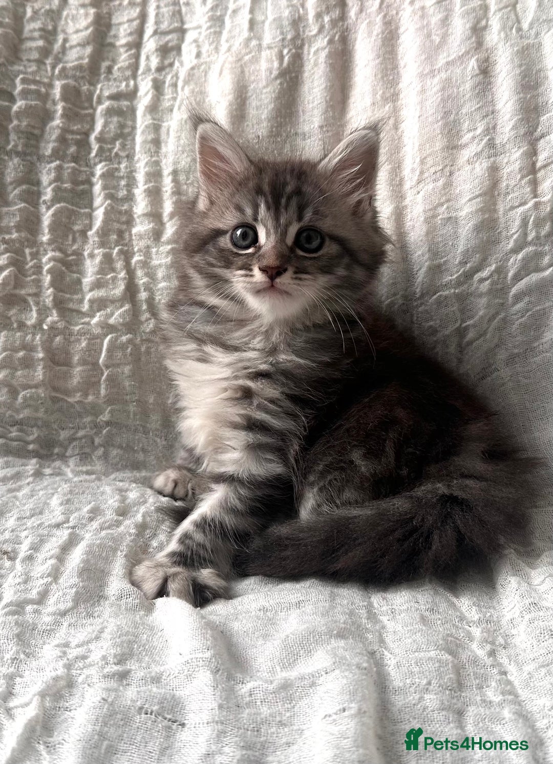 Maine Coon cats for sale: GORGEOUS MAINE COON KITTENS - Image 7